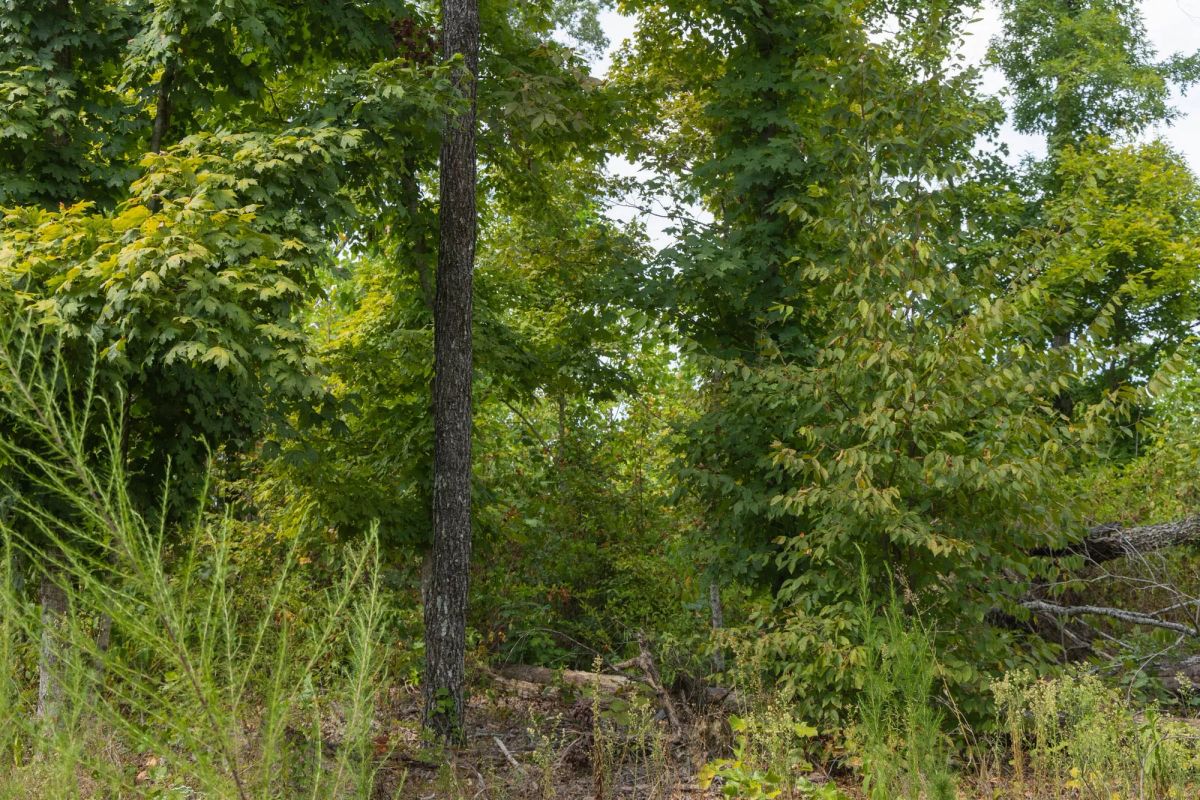 Decorative background for Big White Oak Tract 77 image 6