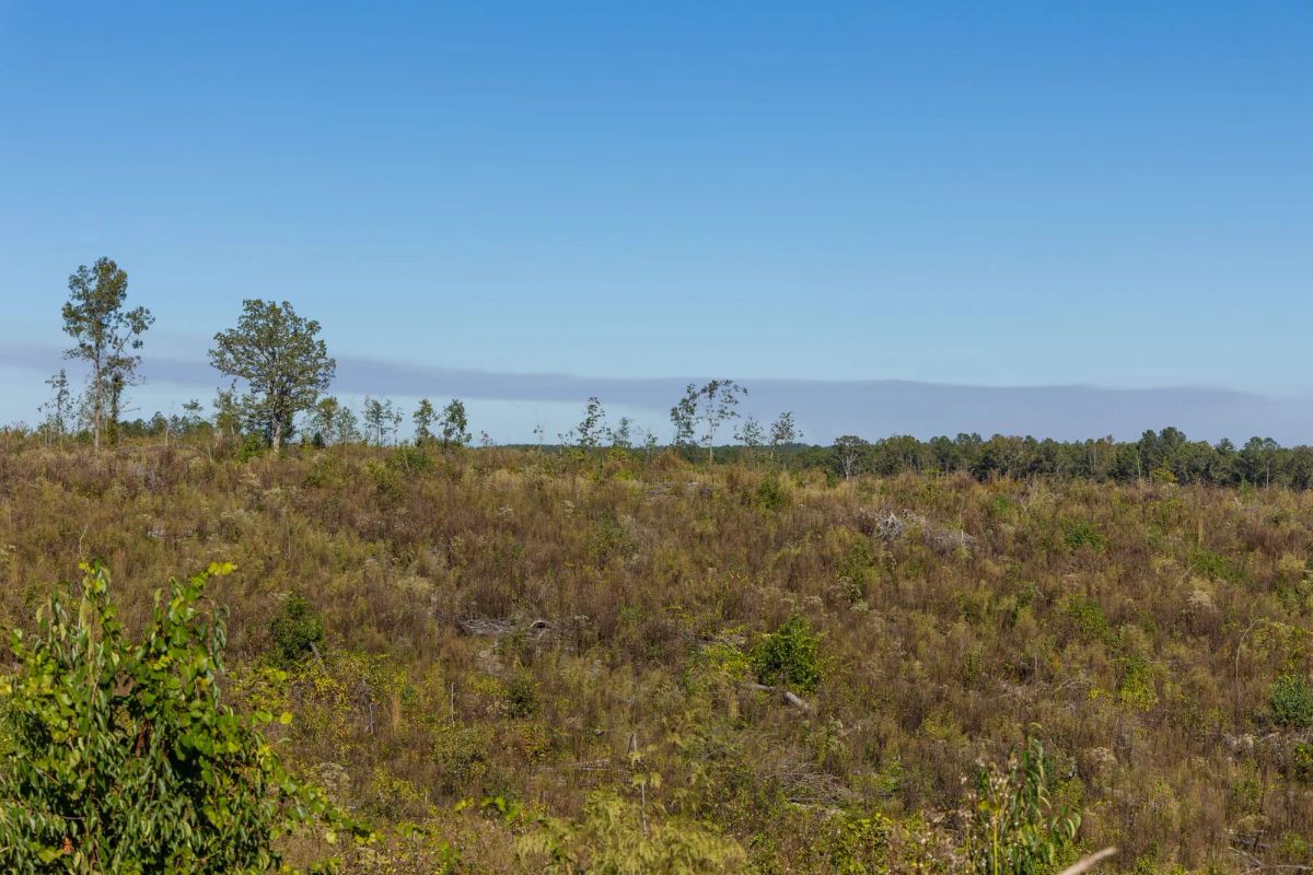 Decorative background for Meyer’s Ridge Tract 38 image 6