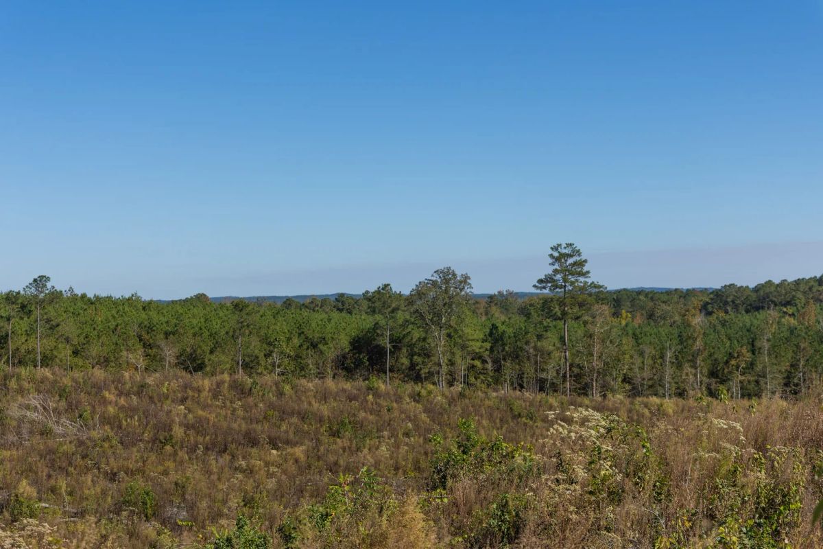 Decorative background for Meyer’s Ridge Tract 38 image 8