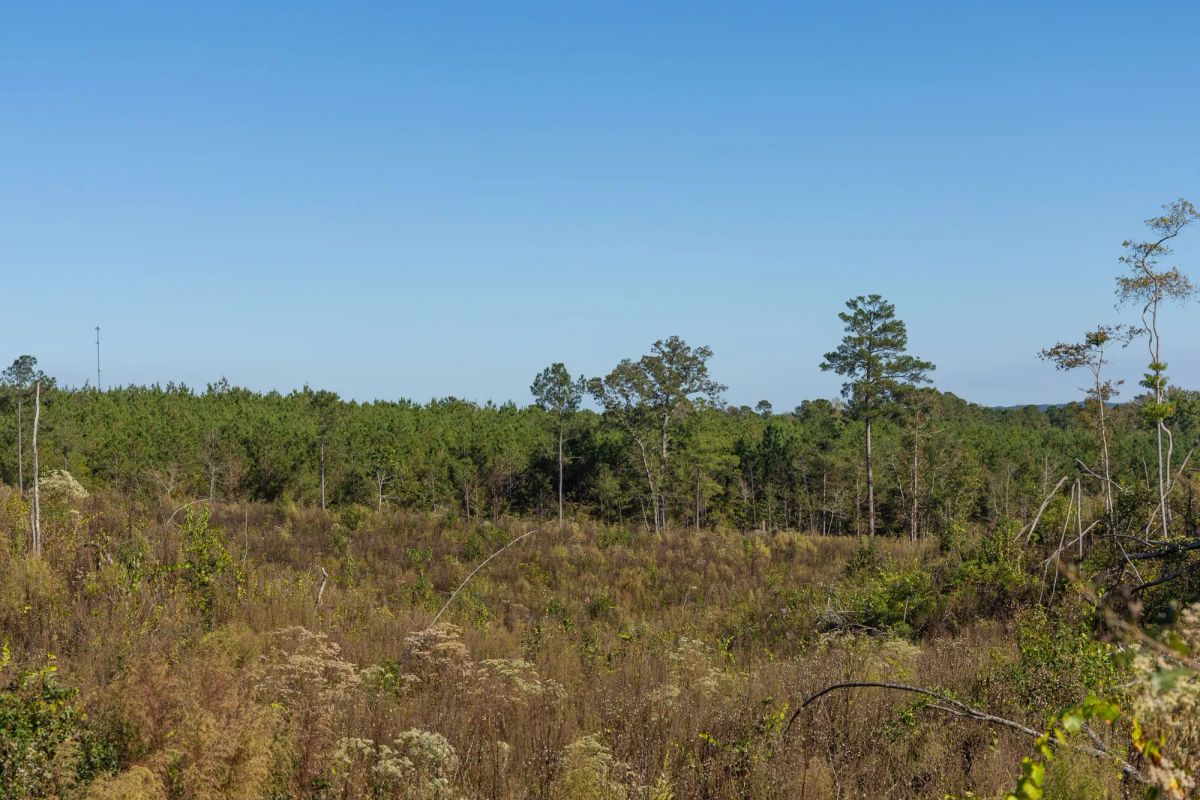 Decorative background for Meyer’s Ridge Tract 38 image 10