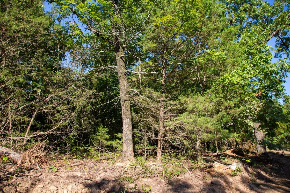 Decorative background for Tyler Stone Ranch Tract 32 image 9