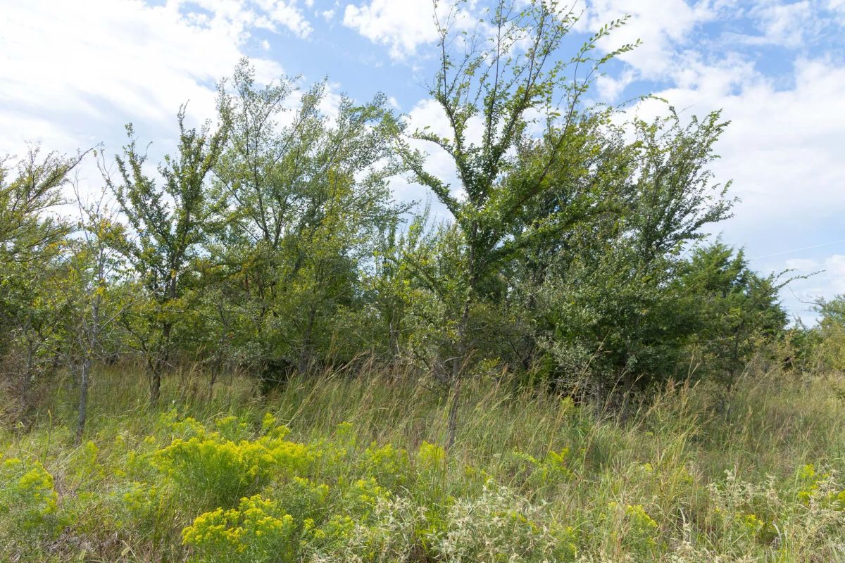 Decorative background for Reserves At Cattail Cove Phase II Tract 102 image 10