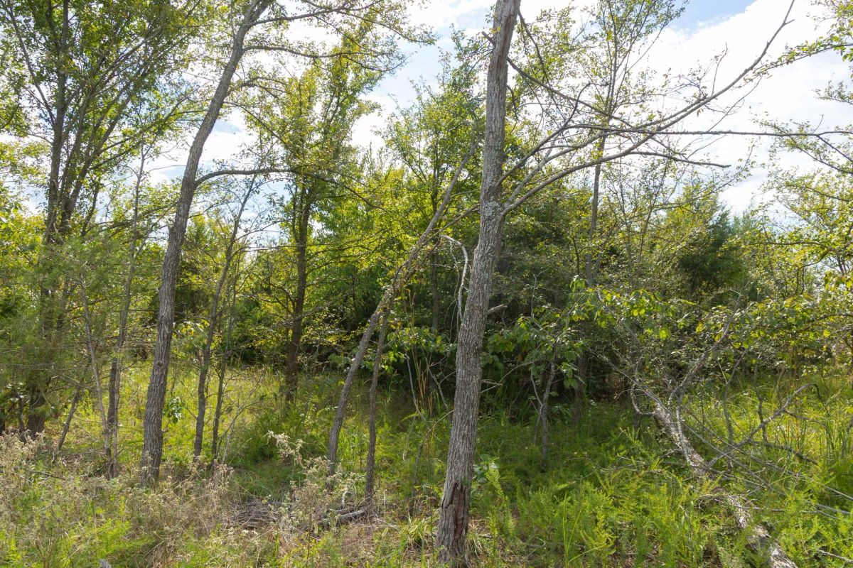 Decorative background for Reserves At Cattail Cove Phase II Tract 102 image 11