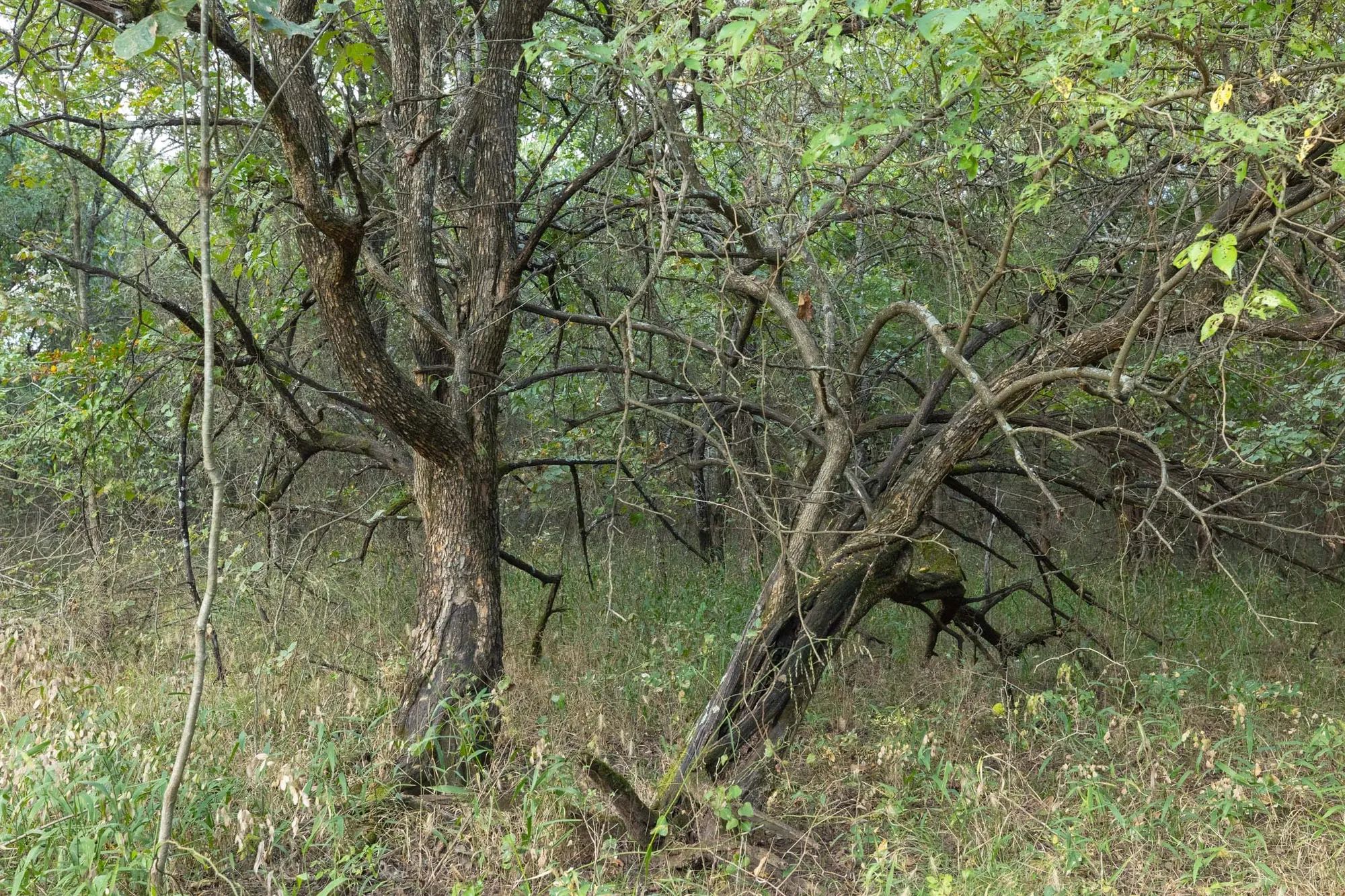 Reserves At Cattail Cove Phase II Tract 74 in Pittsburg County, OK