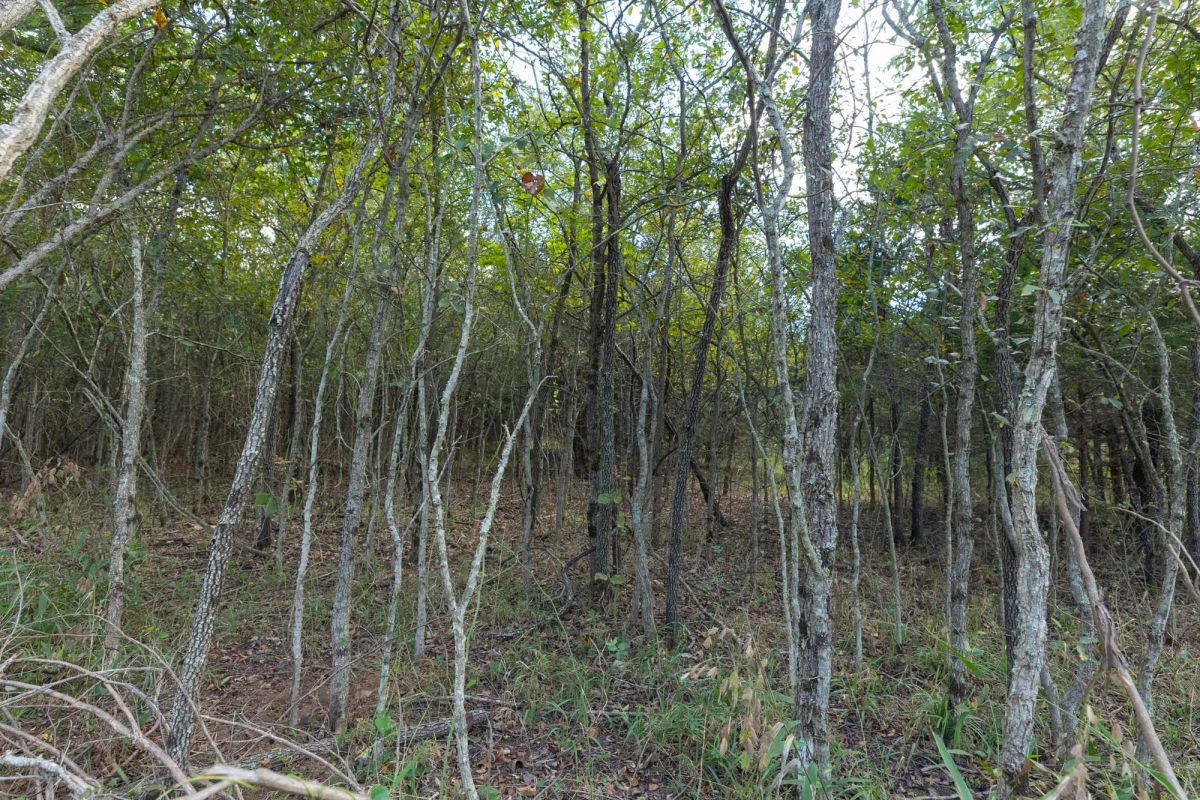 Decorative background for Reserves At Cattail Cove Phase II Tract 74 image 6