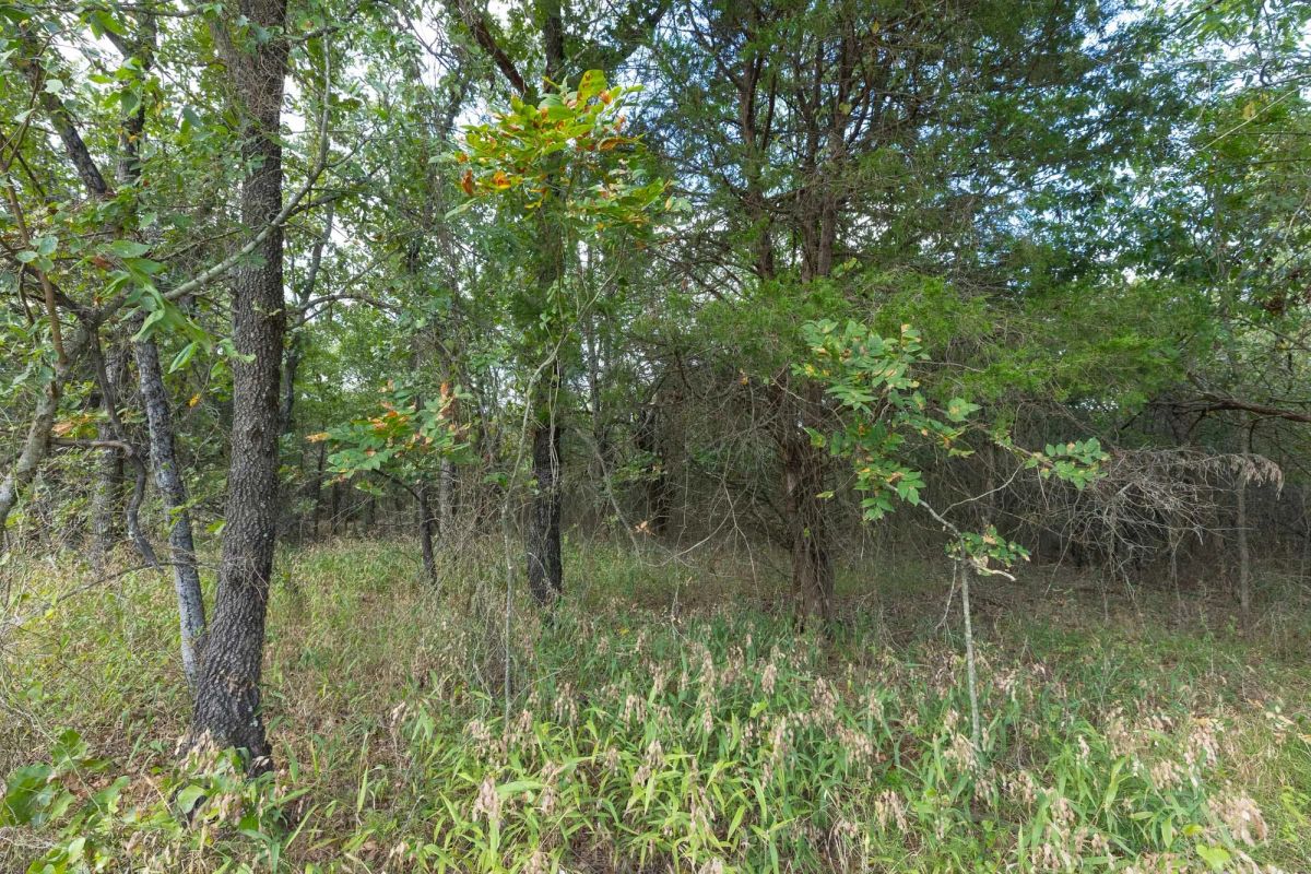 Decorative background for Reserves At Cattail Cove Phase II Tract 74 image 7