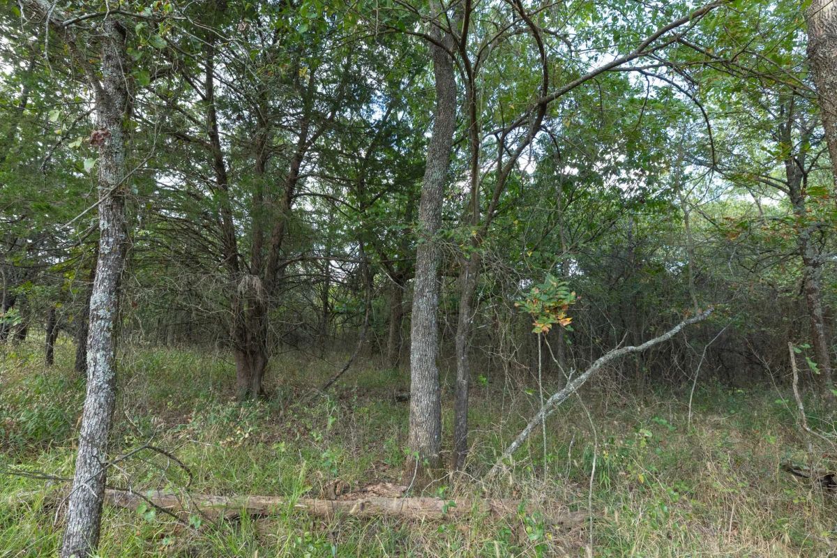 Decorative background for Reserves At Cattail Cove Phase II Tract 74 image 9