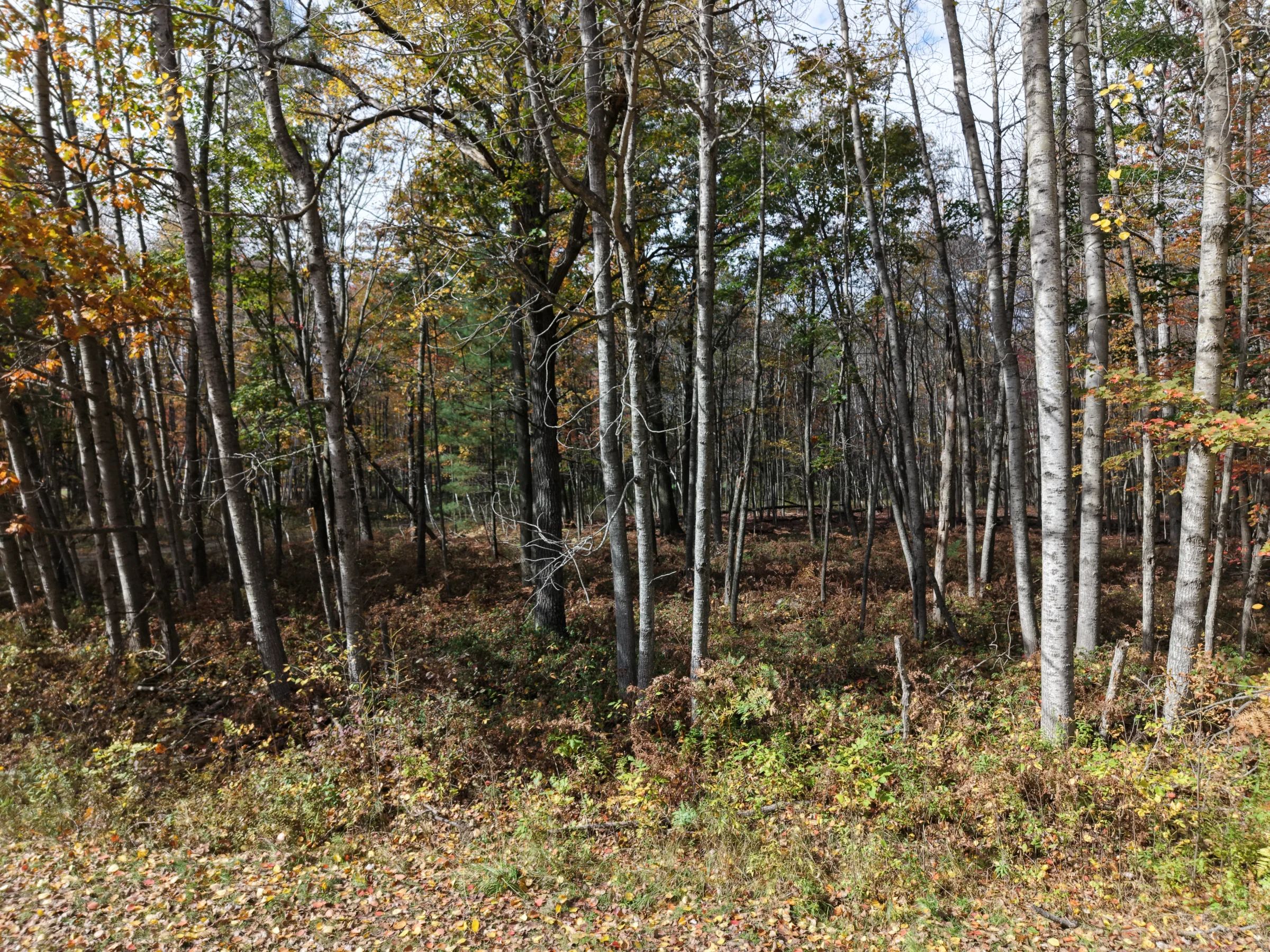 🌲 0.31-ACRE WOODED LOT – OSCODA, MI | $1,995 OBO in Oscoda County, MI