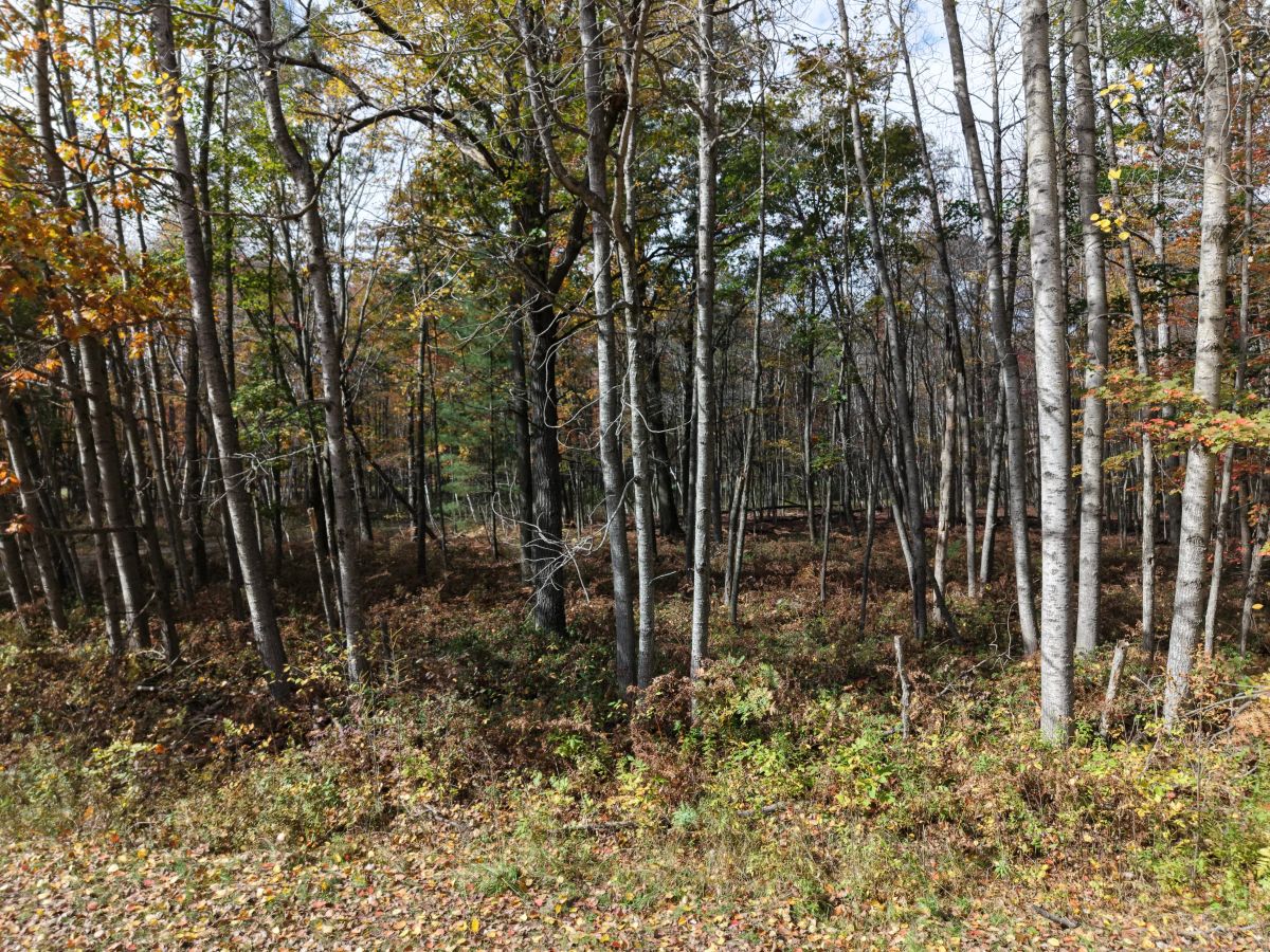 🌲 0.31-ACRE WOODED LOT – OSCODA, MI | $1,995 OBO - Image 2