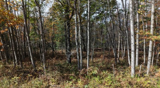 🌲 0.31-ACRE WOODED LOT – OSCODA, MI | $1,995 OBO in Oscoda County, MI
