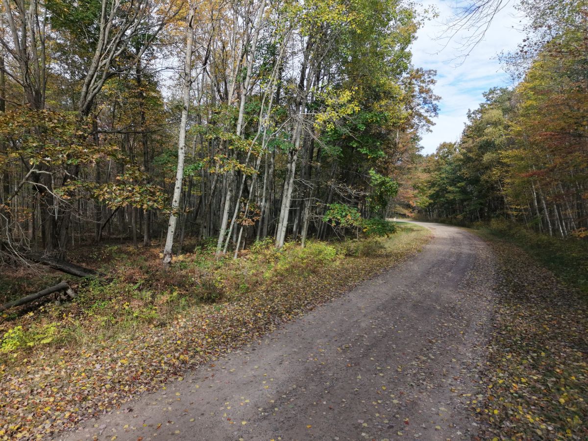 🌲 0.31-ACRE WOODED LOT – OSCODA, MI | $1,995 OBO - Image 3