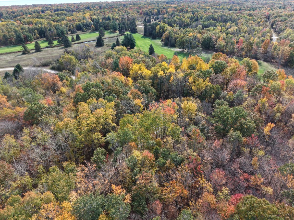 Decorative background for 🌲 0.31-ACRE WOODED LOT – OSCODA, MI | $1,995 OBO image 5