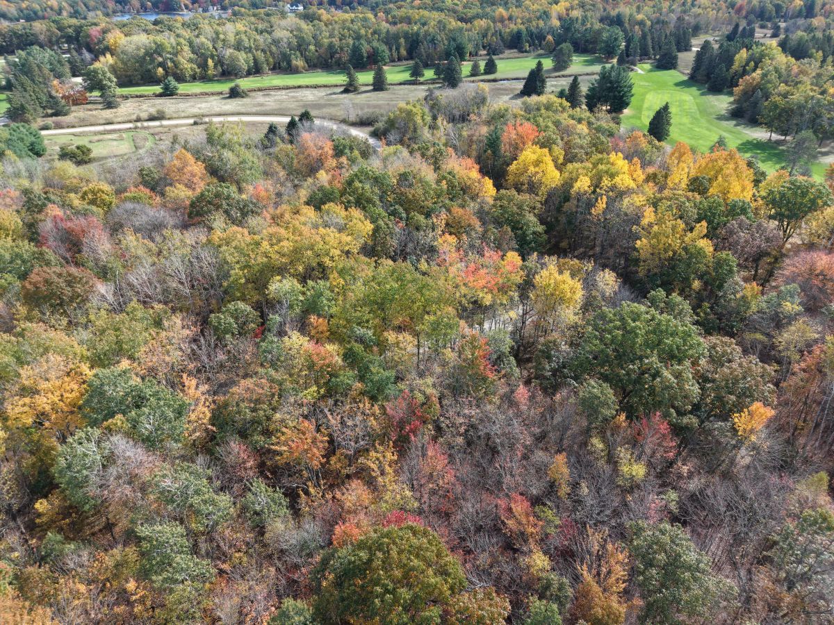Decorative background for 🌲 0.31-ACRE WOODED LOT – OSCODA, MI | $1,995 OBO image 6