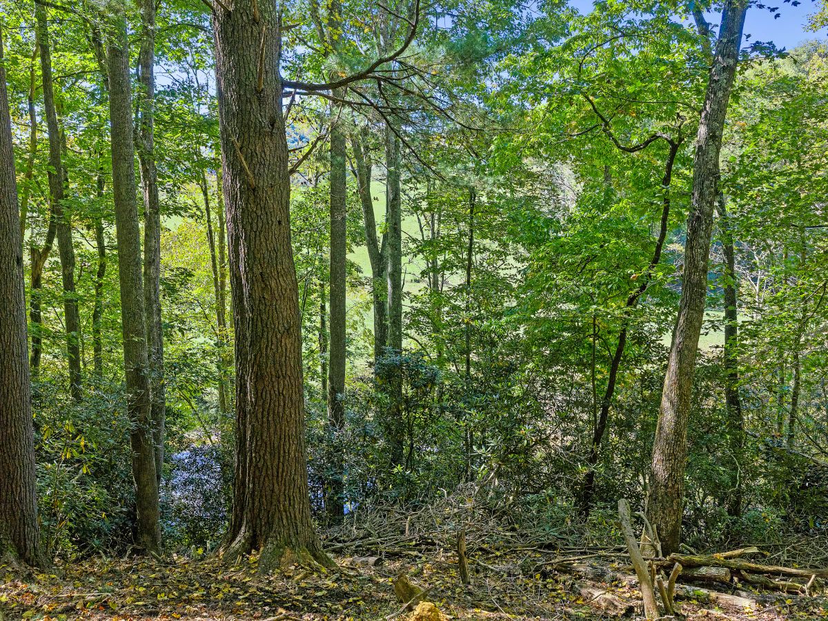 Decorative background for RIVERFRONT ACREAGE image 19
