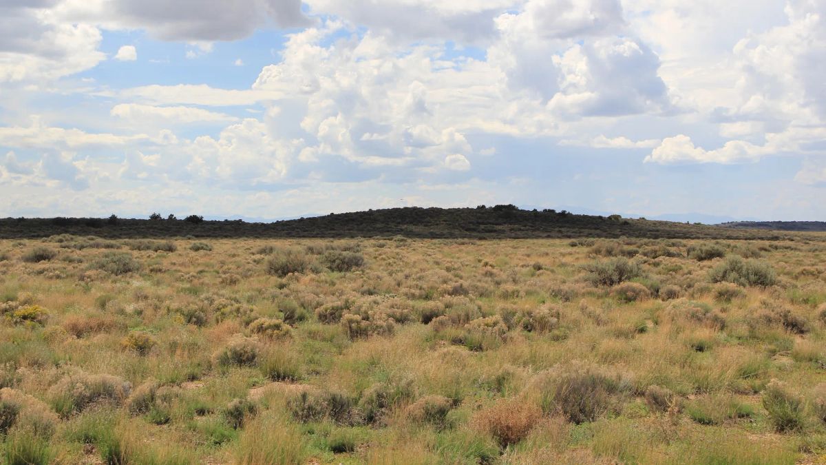 Decorative background for 5 Acres in Costilla, Colorado image 5