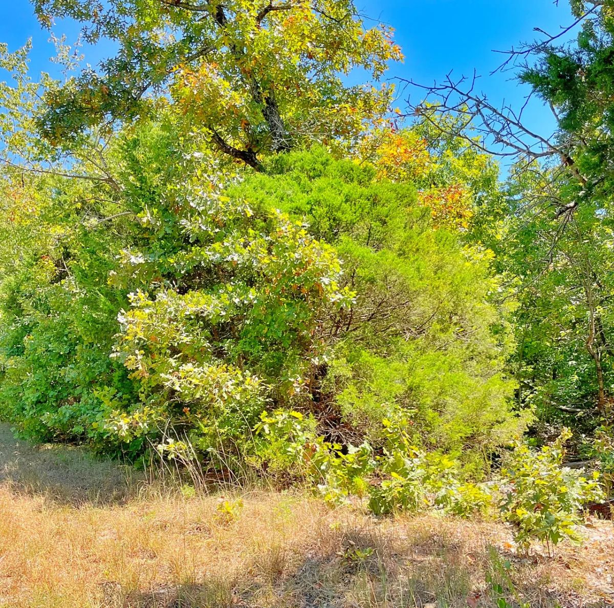 Decorative background for Affordable Lake Life, Endless Recreation image 7