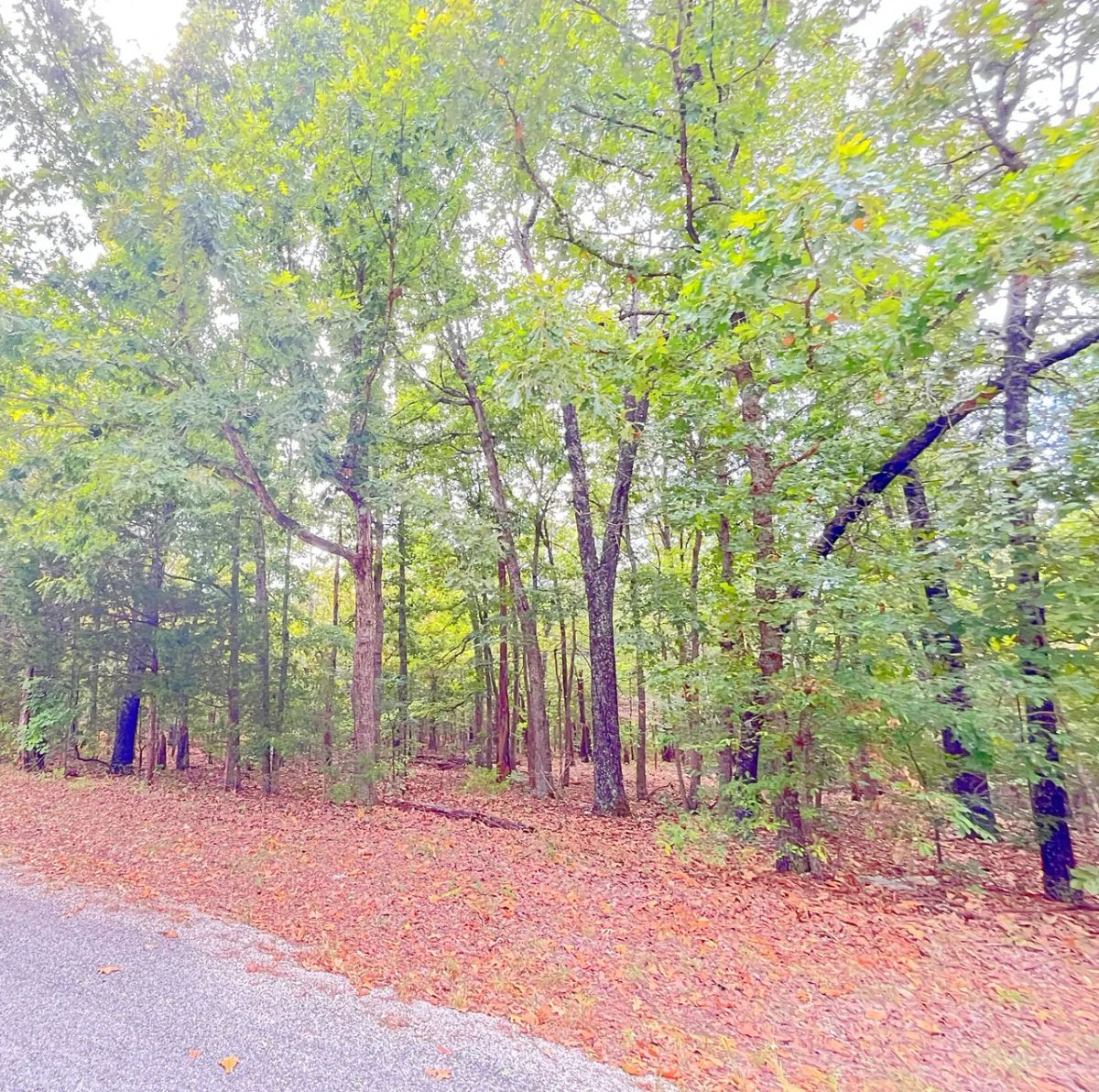 Your First Piece of Land, Between Two Beautiful Ozark Lakes - Image 2