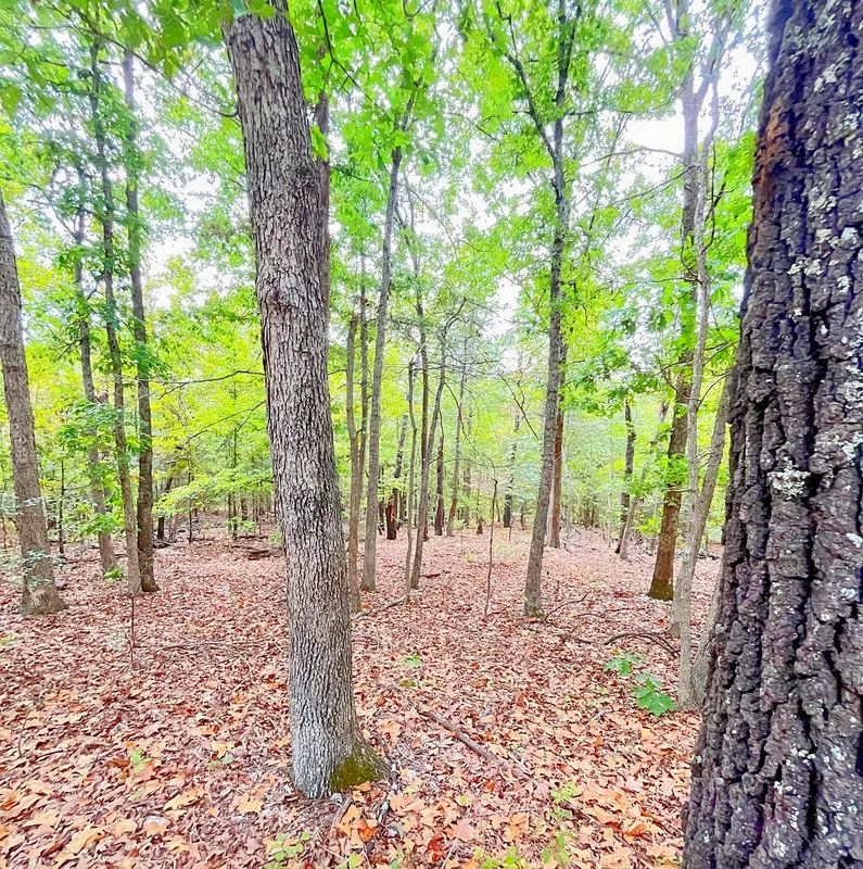 Decorative background for Your First Piece of Land, Between Two Beautiful Ozark Lakes image 6