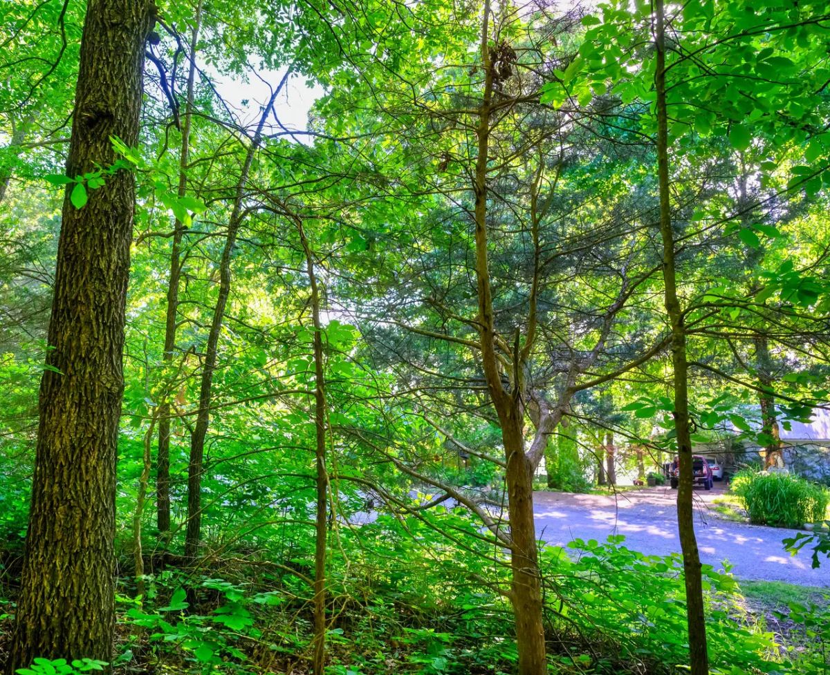 🏡 Build Your Family's Dream Lake Retreat in Beautiful Horseshoe Bend! 🏡 - Image 2