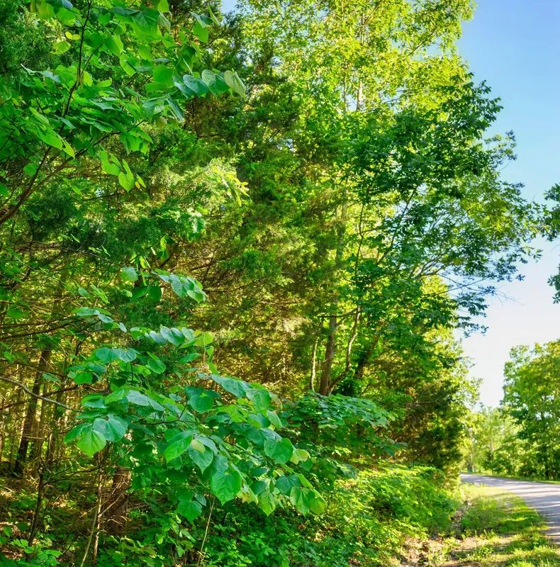 🏡 Build Your Family's Dream Lake Retreat in Beautiful Horseshoe Bend! 🏡 in Izard County, AR
