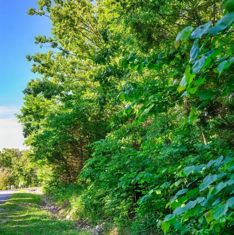 🏡 Build Your Family's Dream Lake Retreat in Beautiful Horseshoe Bend! 🏡 - Image 4