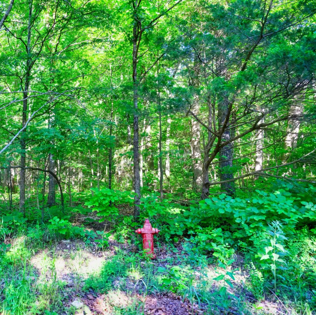 Decorative background for 🏡 Build Your Family's Dream Lake Retreat in Beautiful Horseshoe Bend! 🏡 image 6