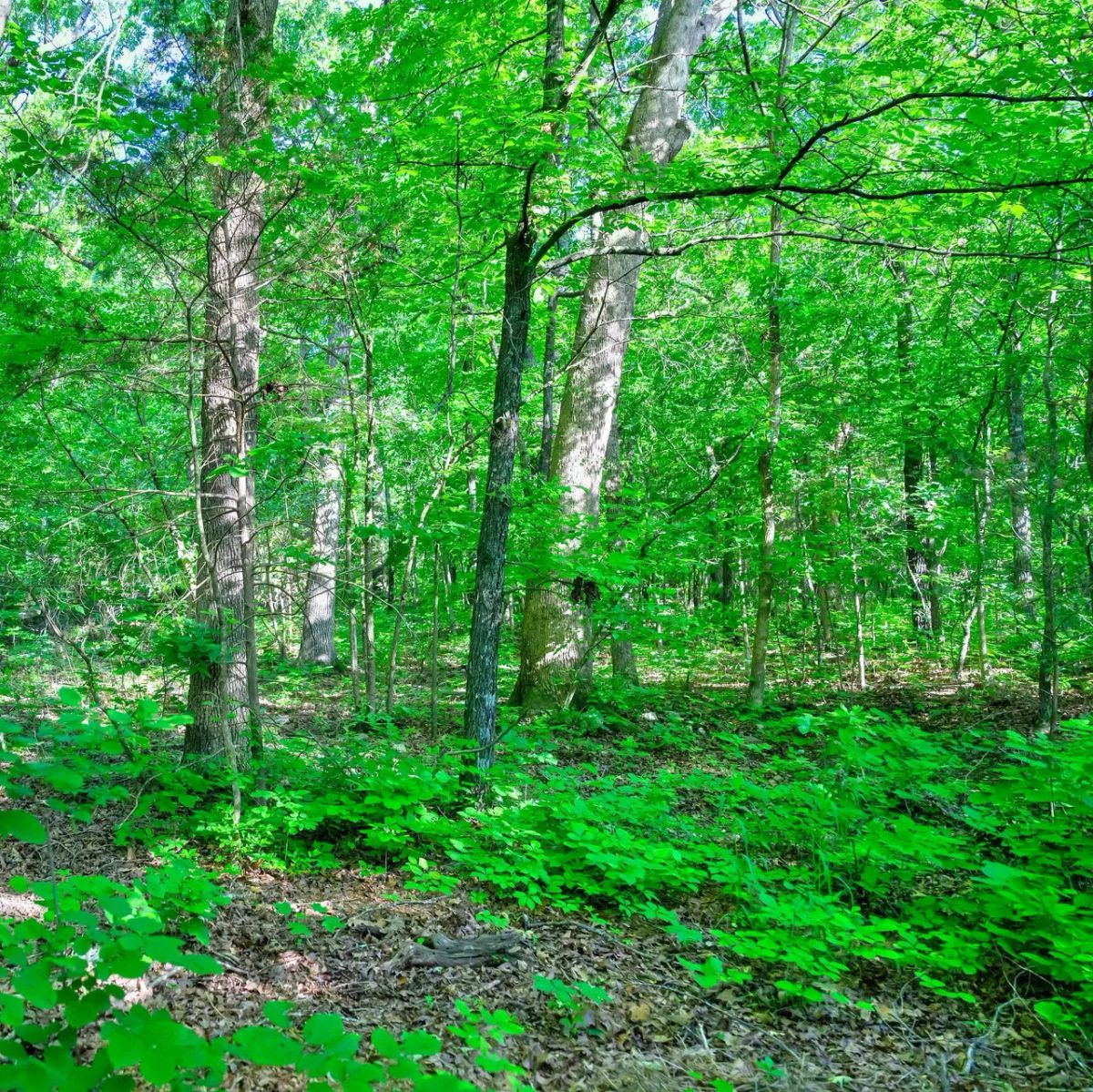 Decorative background for 🏡 Build Your Family's Dream Lake Retreat in Beautiful Horseshoe Bend! 🏡 image 7