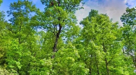 Affordable Lake Life with a View That Inspires in Izard County, AR