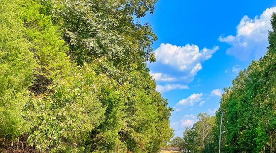 Peace of Mind Made Affordable – 0.41-Acre Wooded Lot One Block from Cedar Glade Lake in Izard County, AR