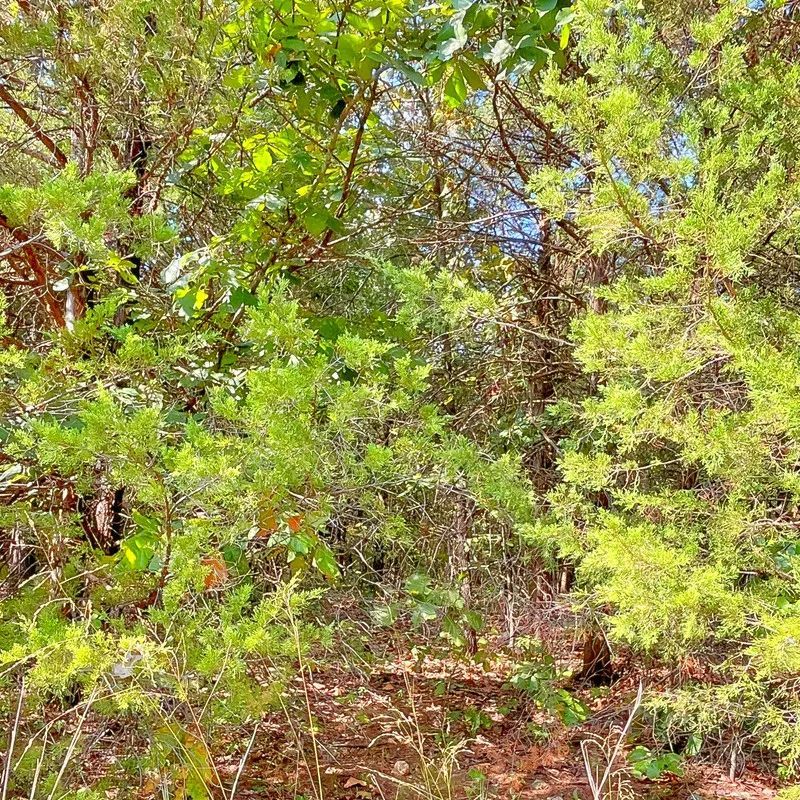 Decorative background for Peace of Mind Made Affordable – 0.41-Acre Wooded Lot One Block from Cedar Glade Lake image 5