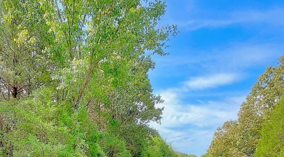 Over Half an Acre of Peace, Privacy, and Control in Izard County, AR