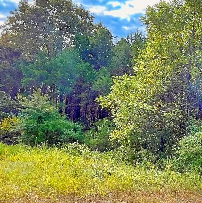 Decorative background for Over Half an Acre of Peace, Privacy, and Control image 5