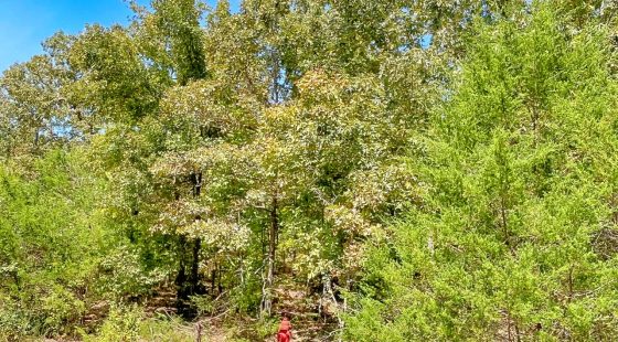 End-of-Cul-de-Sac Privacy — Up to 0.69 Acres in Izard County, AR