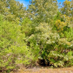 End-of-Cul-de-Sac Privacy — Up to 0.69 Acres in Izard County, AR