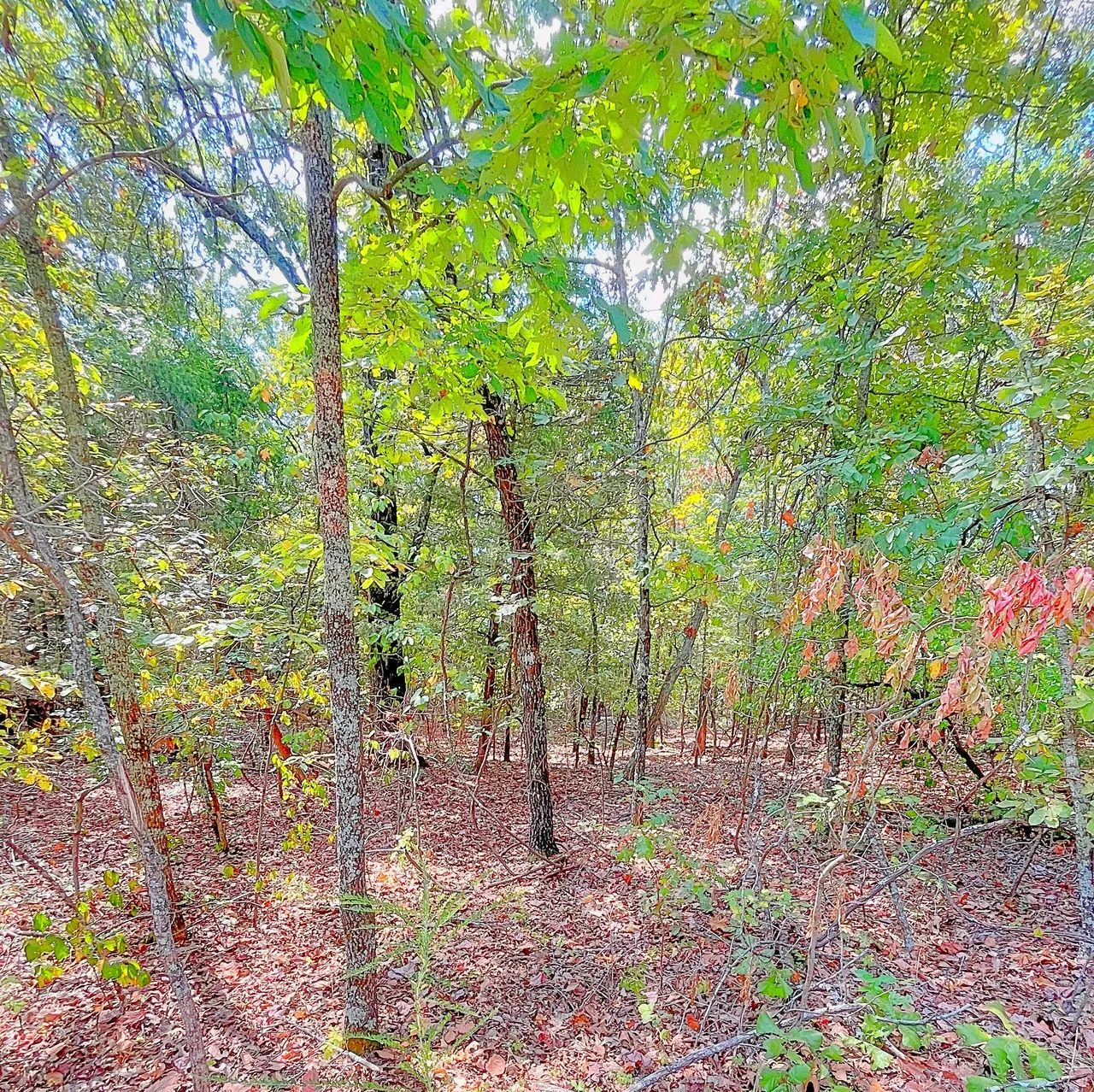 Where Adventure Meets Relaxation in Izard County, AR