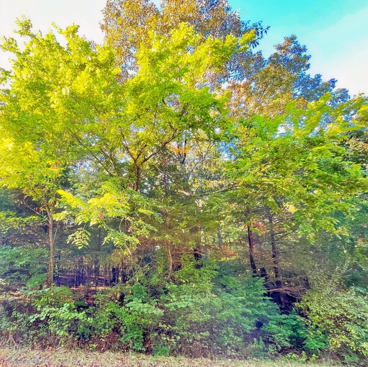 Decorative background for Lake-Country Getaway Walking Distance to Crown Lake Pier image 6
