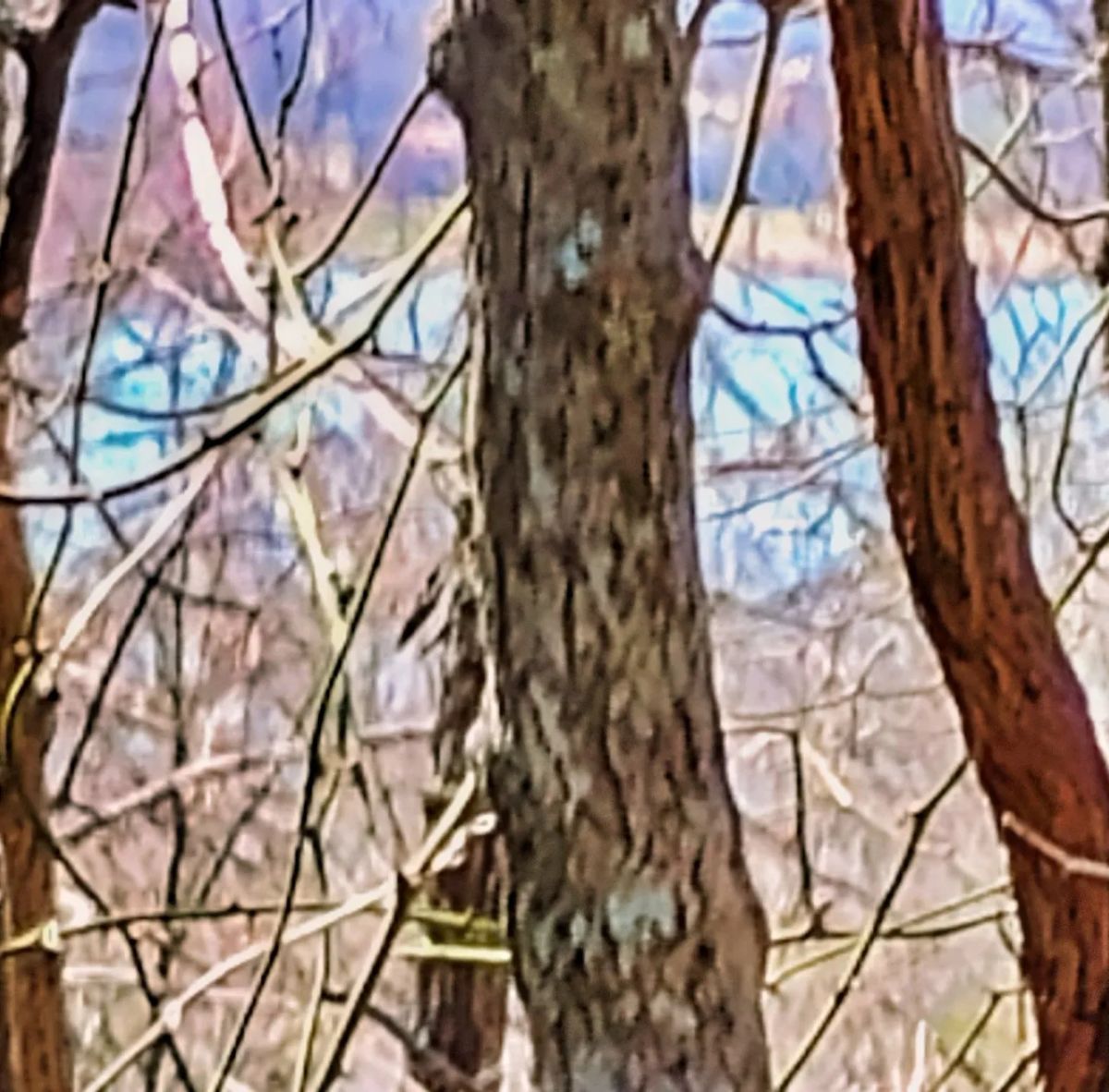 Surrounded By Crown Lake On 3 Sides - Image 4