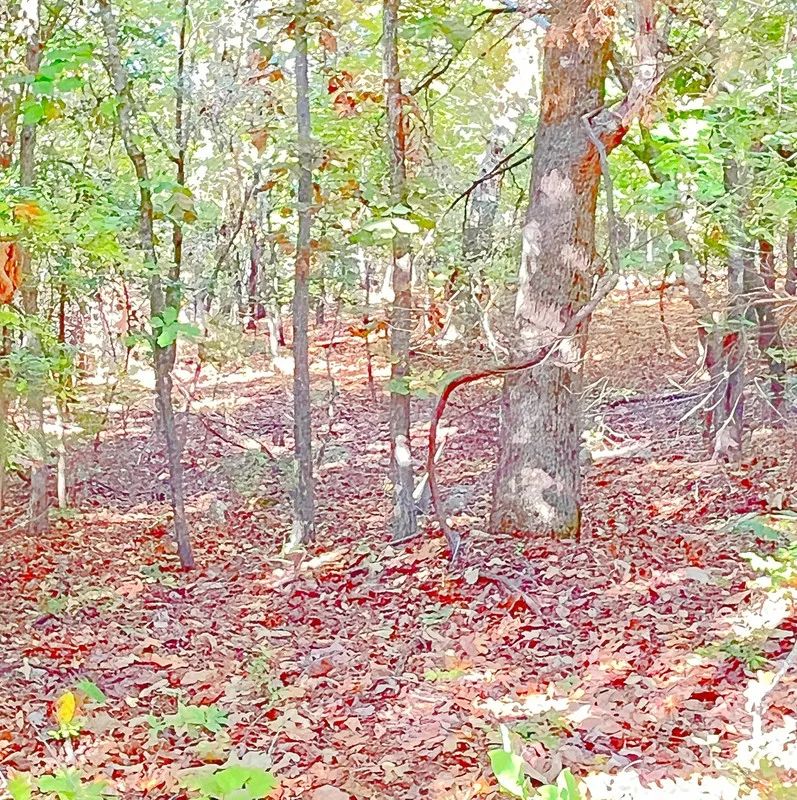 Decorative background for Surrounded By Crown Lake On 3 Sides image 8