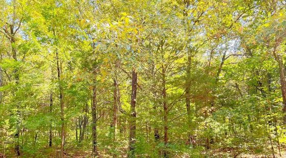 Build Your Land Portfolio with a Level, Wooded Lot Steps from Crown Lake in Izard County, AR
