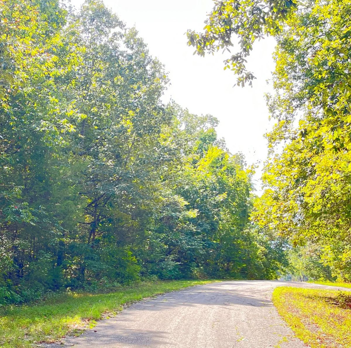 Build Your Land Portfolio with a Level, Wooded Lot Steps from Crown Lake - Image 3