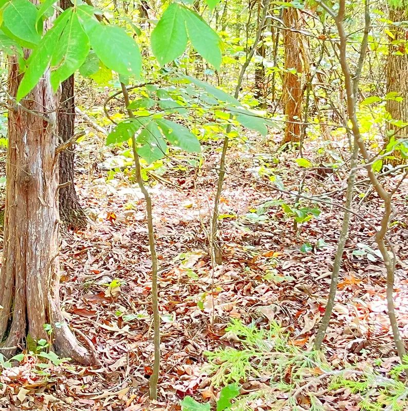 Decorative background for Build Your Land Portfolio with a Level, Wooded Lot Steps from Crown Lake image 5