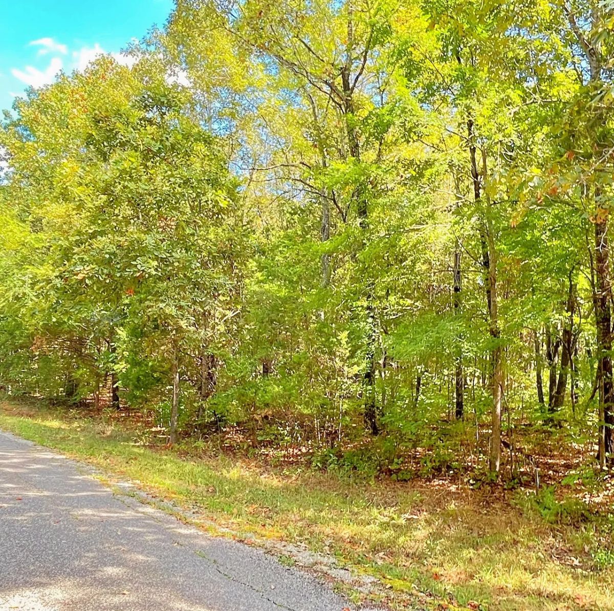 Decorative background for Build Your Land Portfolio with a Level, Wooded Lot Steps from Crown Lake image 6