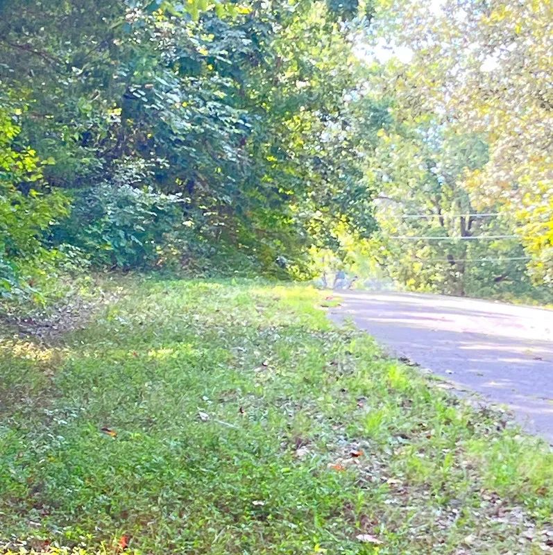 Decorative background for Build Your Land Portfolio with a Level, Wooded Lot Steps from Crown Lake image 8