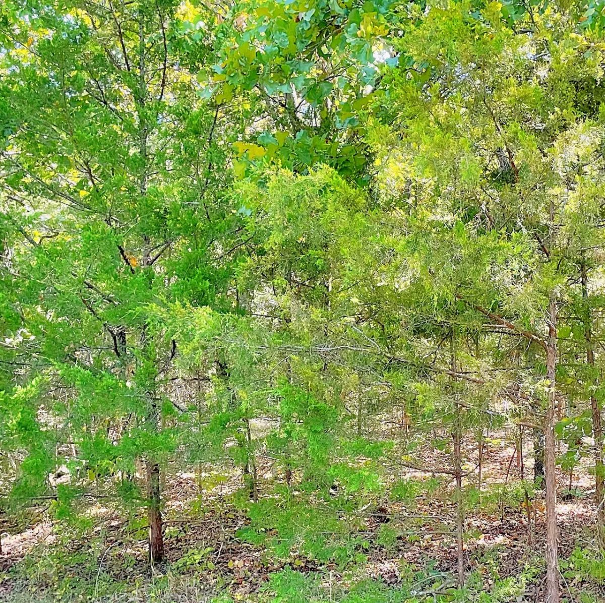 Decorative background for Land for the Life You Love Outdoors image 8