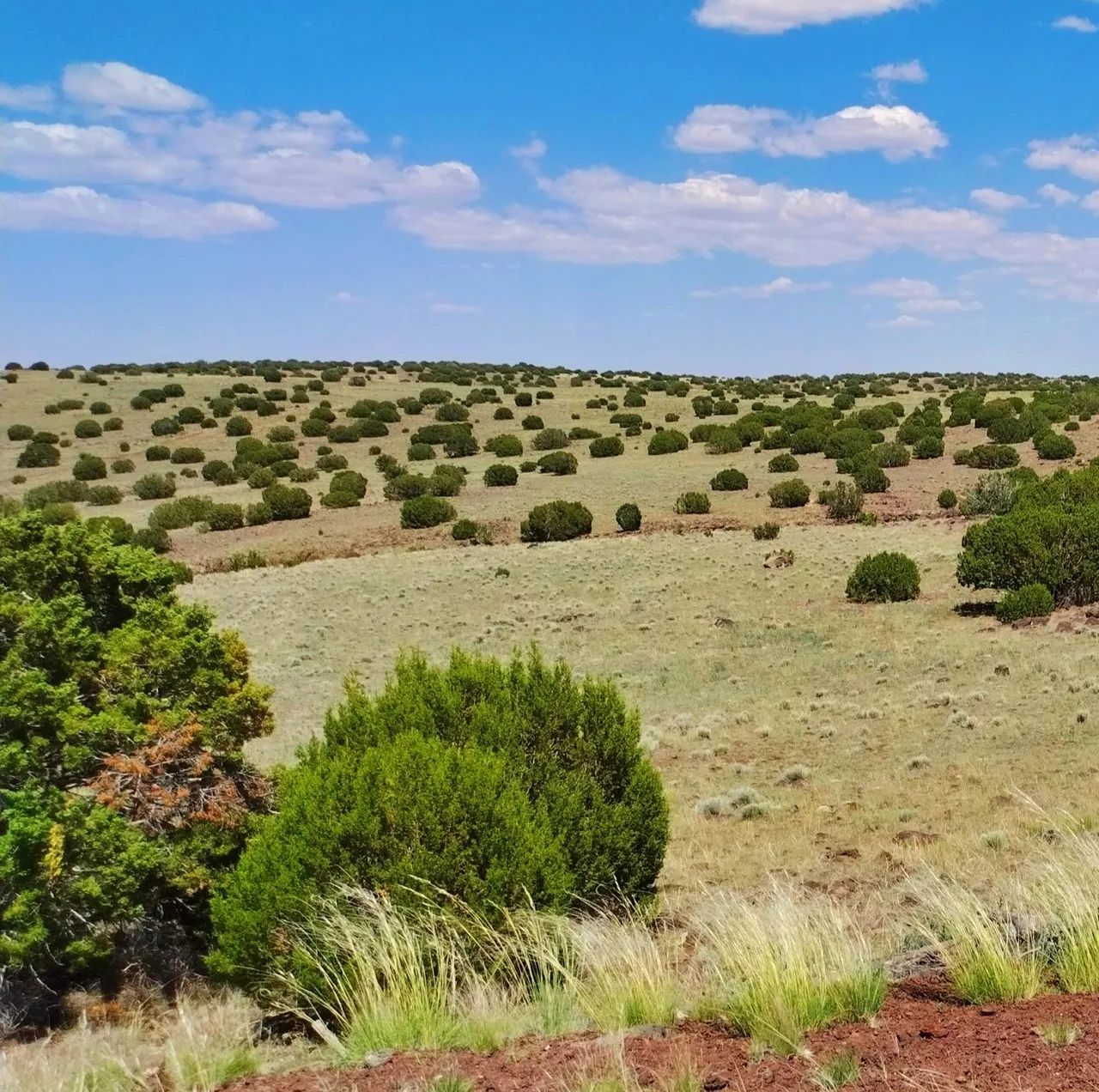 Good roads, close to Concho AND Show Low