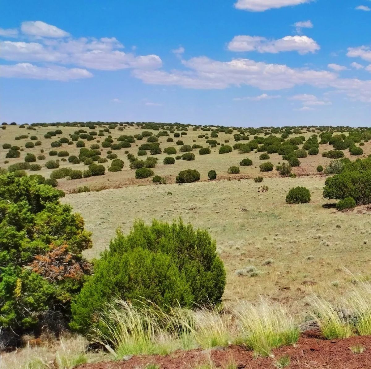 Good roads, close to Concho AND Show Low - Main image