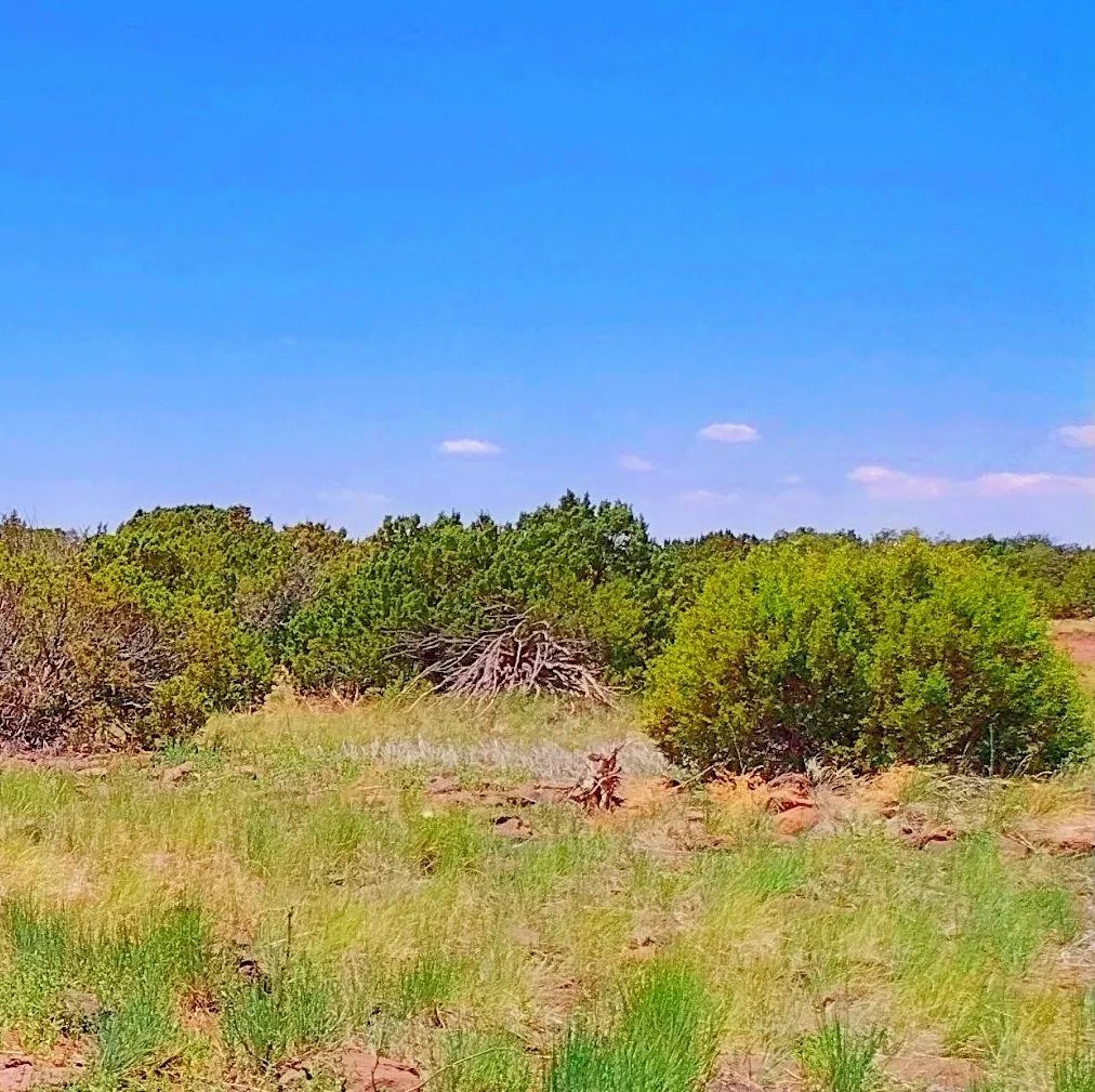 Decorative background for Good roads, close to Concho AND Show Low image 6