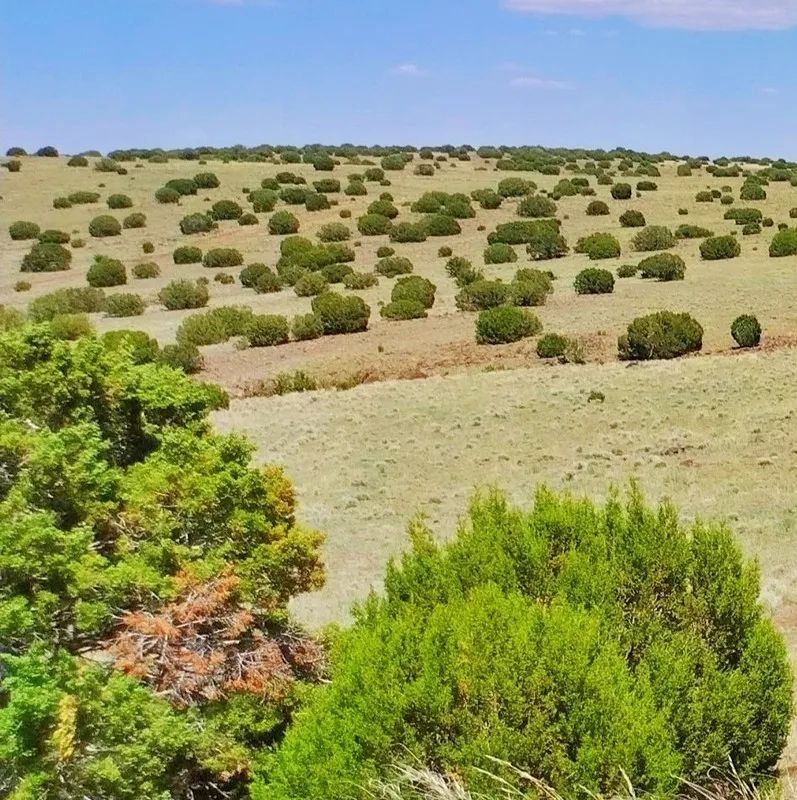 Decorative background for Good roads, close to Concho AND Show Low image 8