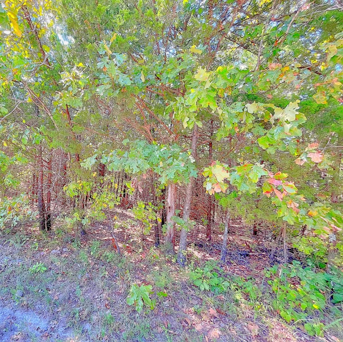 Decorative background for Your Private Half Acre — Where Neighbors Are Optional image 5