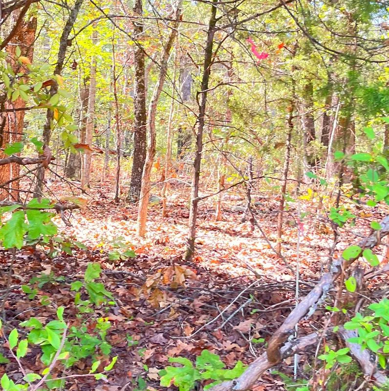 Decorative background for Discover Your Future Oasis on this Charming 0.43-Acre Corner Lot in Horseshoe Bend, AR! image 6